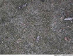 Photo Textures of Ground Grass Frozen